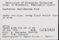 Lactarius chelidonium image