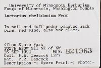 Lactarius chelidonium image