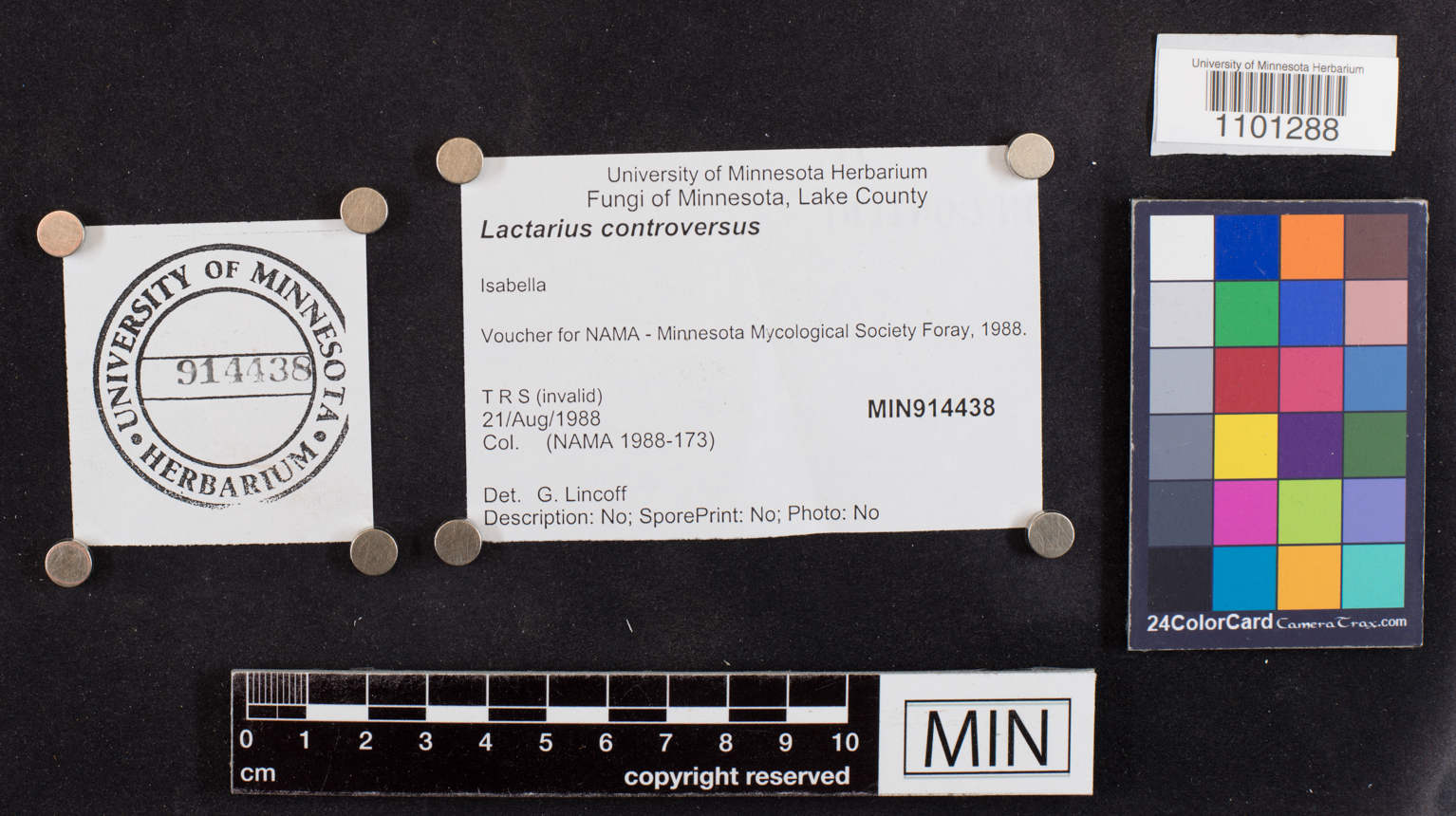 Lactarius controversus image