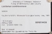 Lactarius controversus image