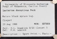 Lactarius deceptivus image