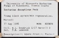 Lactarius deceptivus image