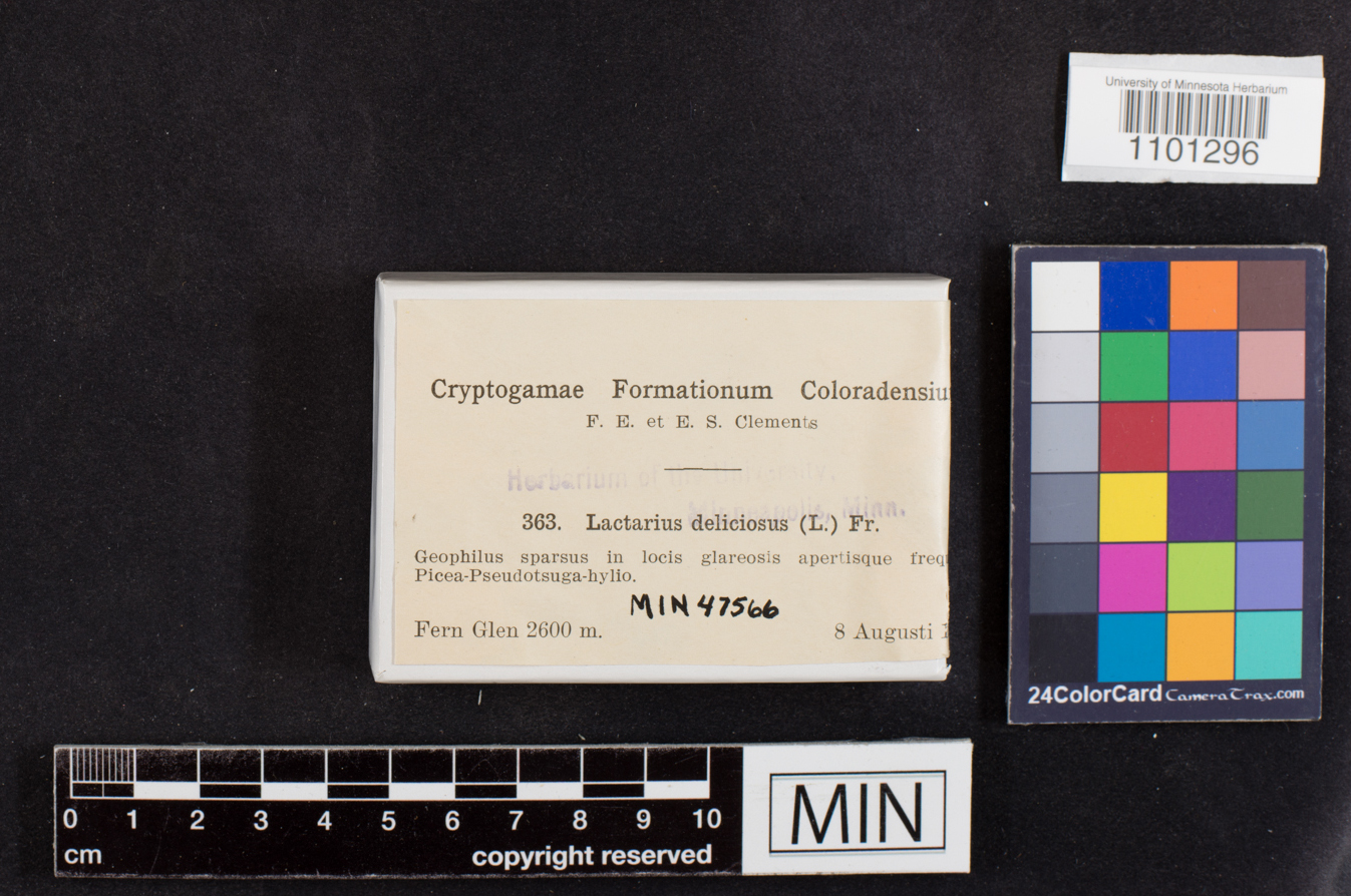 Lactarius deliciosus image