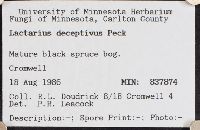 Lactarius deceptivus image