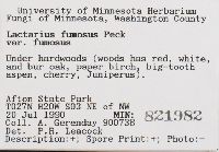 Lactarius fumosus image