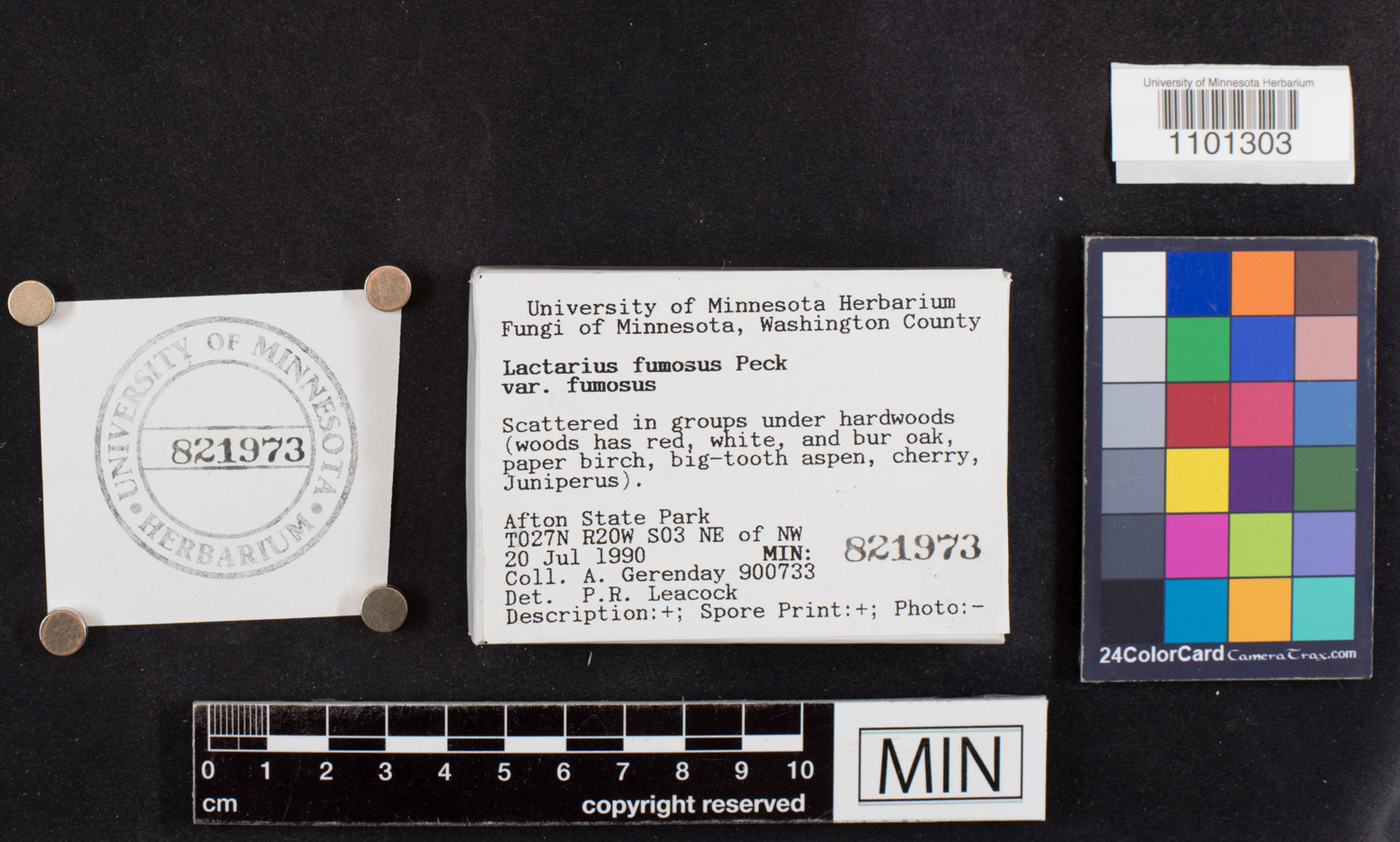 Lactarius fumosus image