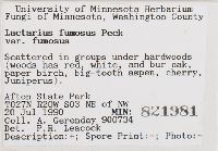 Lactarius fumosus image