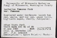 Lactarius fumosus image