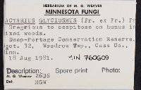 Lactarius glyciosmus image