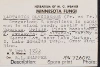 Lactarius glyciosmus image