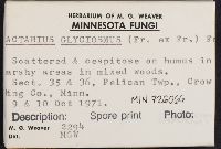 Lactarius glyciosmus image