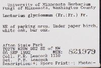 Lactarius glyciosmus image