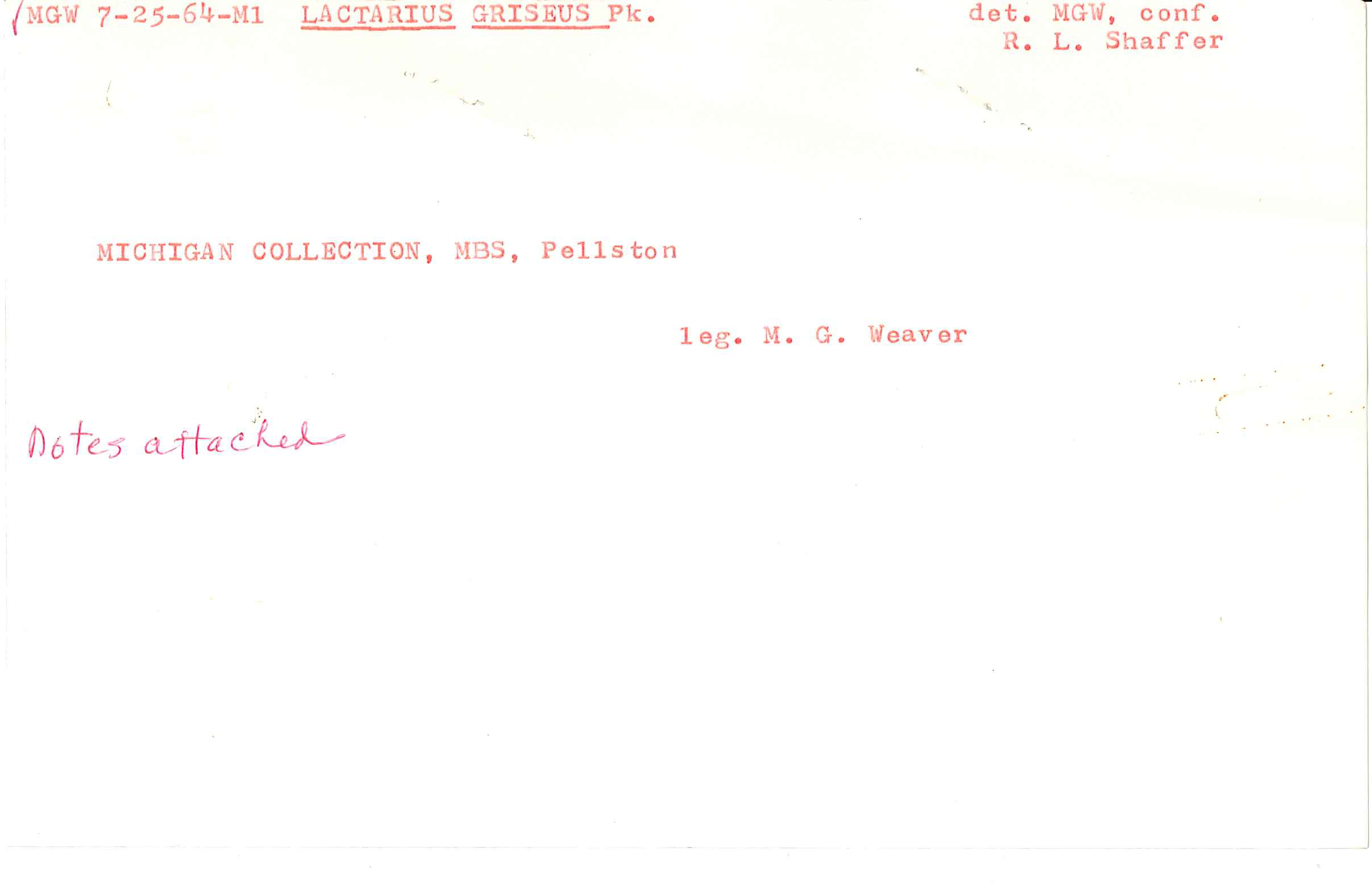 Lactarius griseus image