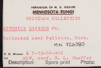 Lactarius griseus image