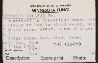 Lactarius griseus image