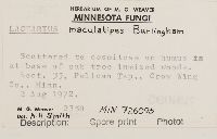 thumbnail image of current specimen
