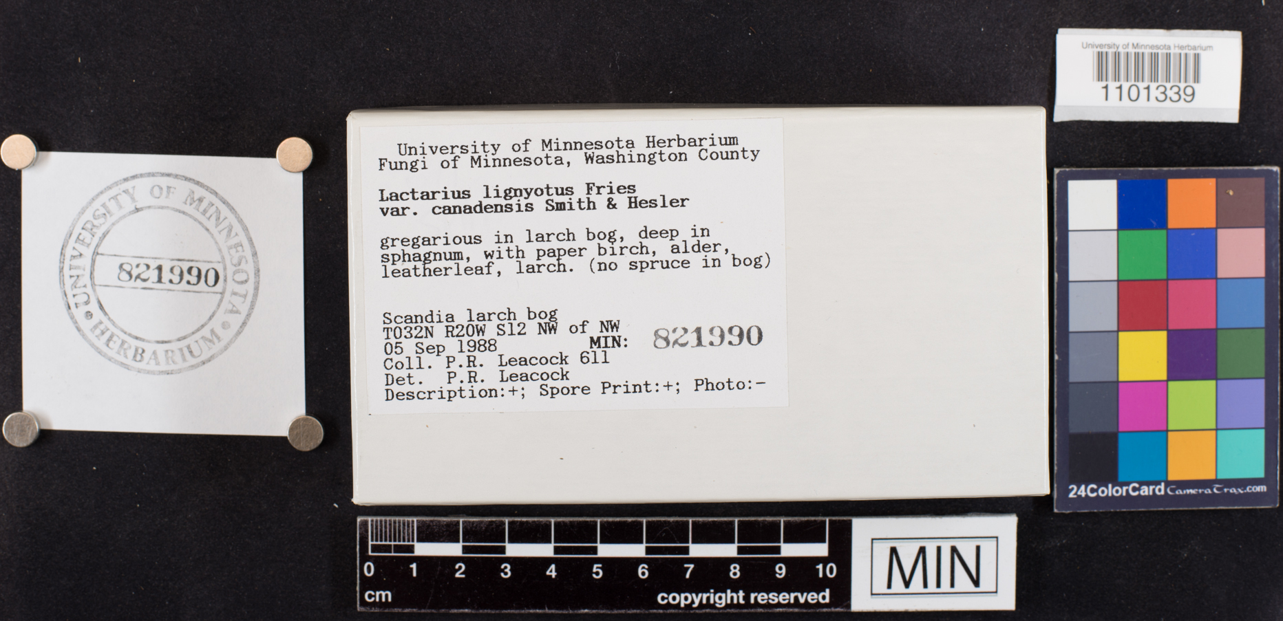 Lactarius lignyotus var. canadensis image