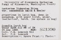 Lactarius lignyotus var. canadensis image