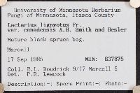 Lactarius lignyotus var. canadensis image