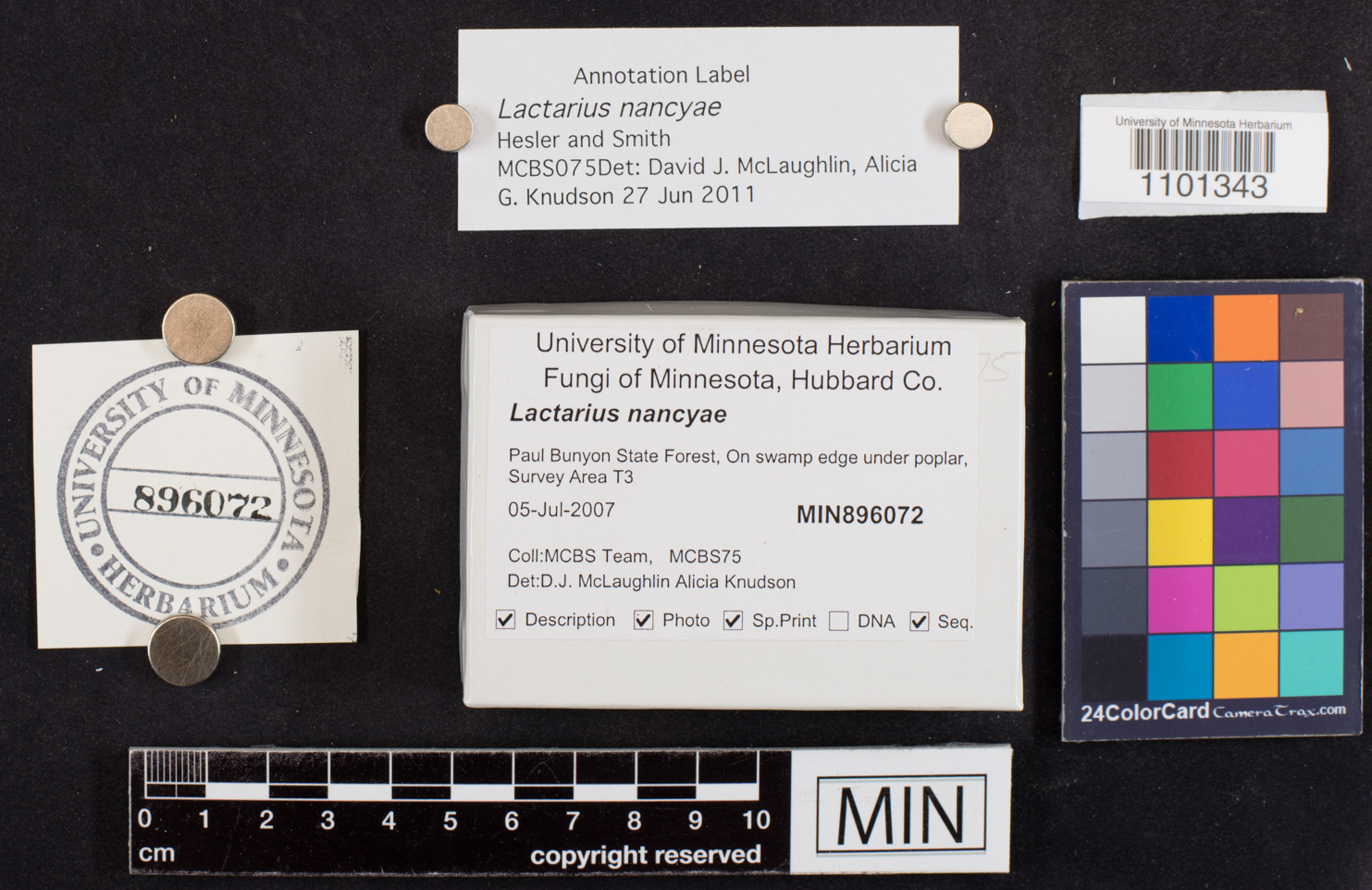 Lactarius nancyae image