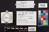 Media resource of Lactarius nancyae