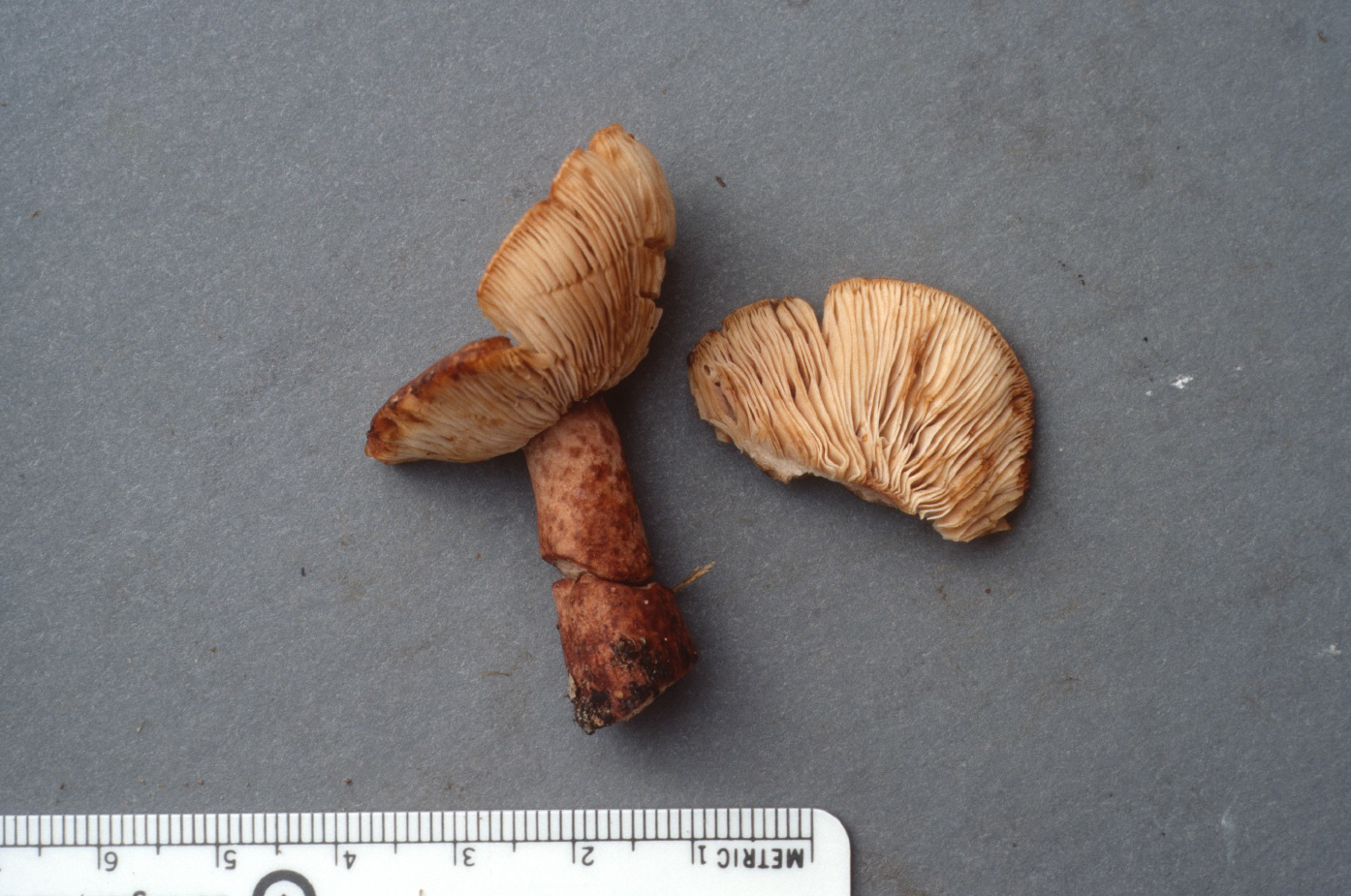Lactarius mutabilis image