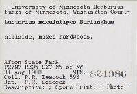 Lactarius maculatipes image