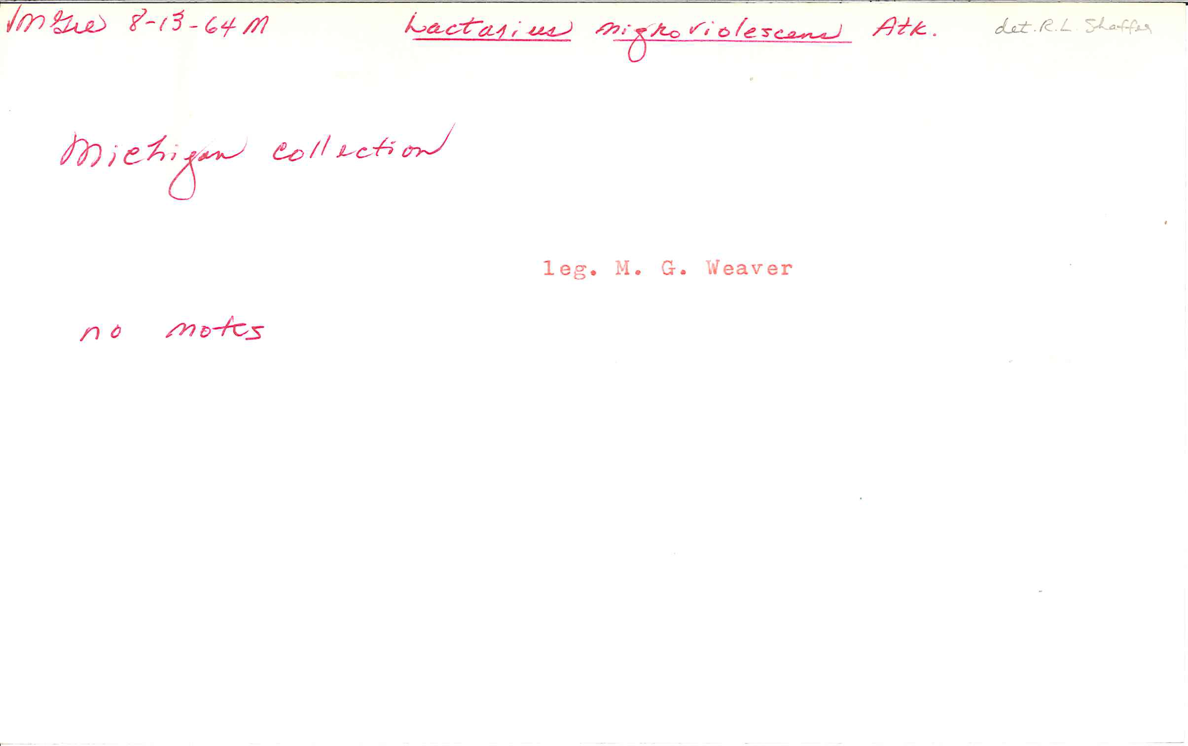 Lactarius nigroviolascens image