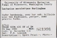 Lactarius maculatipes image