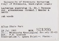 Lactarius glaucescens image