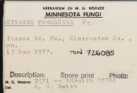 Lactarius pubescens image