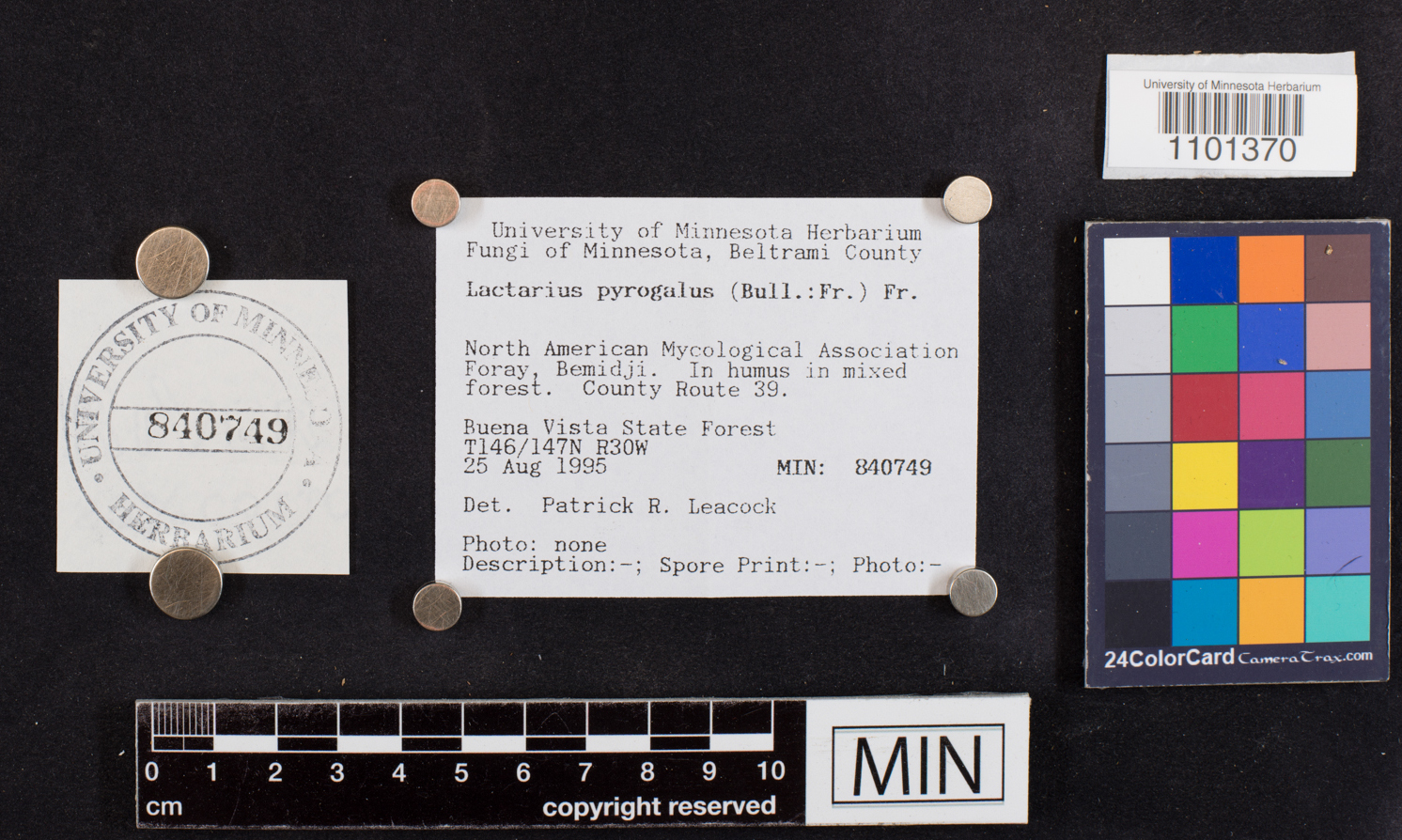 Lactarius pyrogalus image