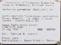 Lactarius pyrogalus image