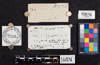 Lactarius pyrogalus image