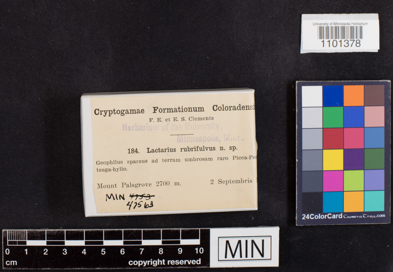 Lactarius rubrifulvus image