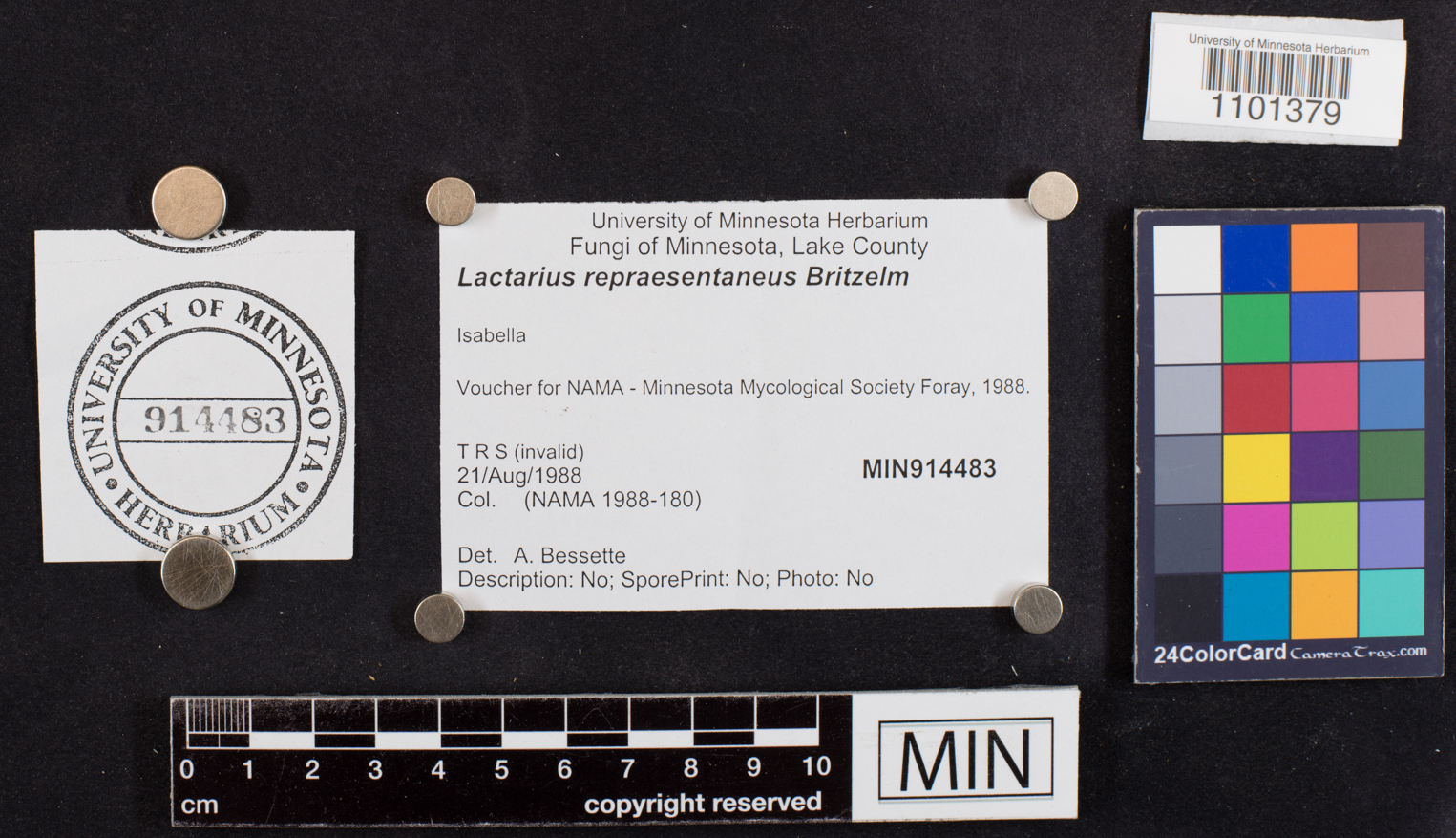 Lactarius repraesentaneus image