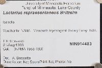 Lactarius repraesentaneus image