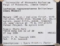 Lactarius repraesentaneus image