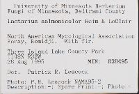 Lactarius salmonicolor image