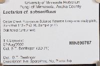 Lactarius subserifluus image