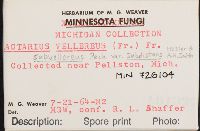 Lactarius vellereus image