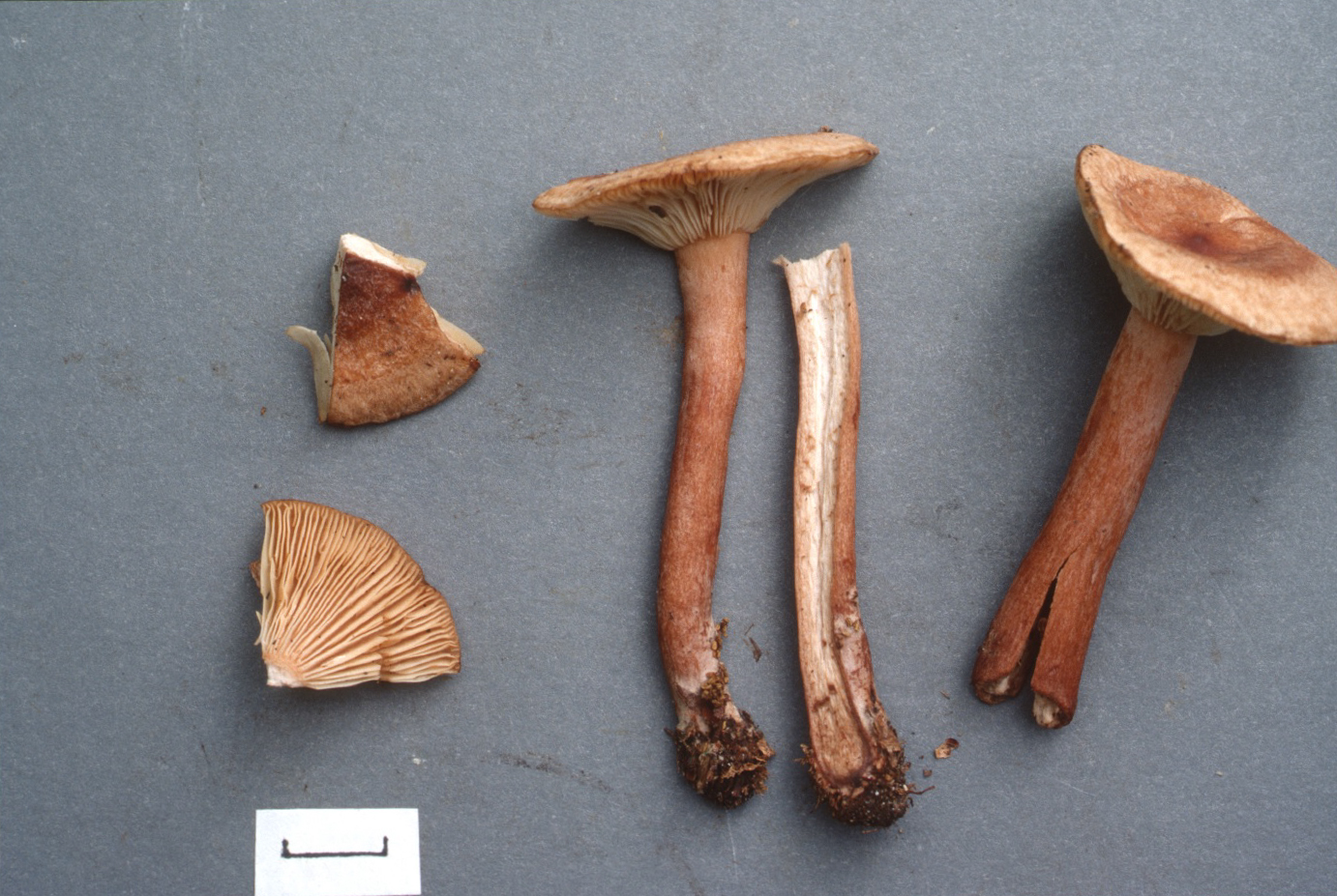 Lactarius subserifluus image