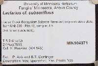 Lactarius subserifluus image