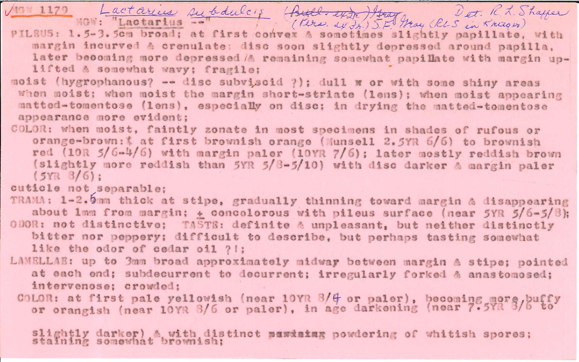 Lactarius subdulcis image