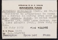 Lactarius subdulcis image