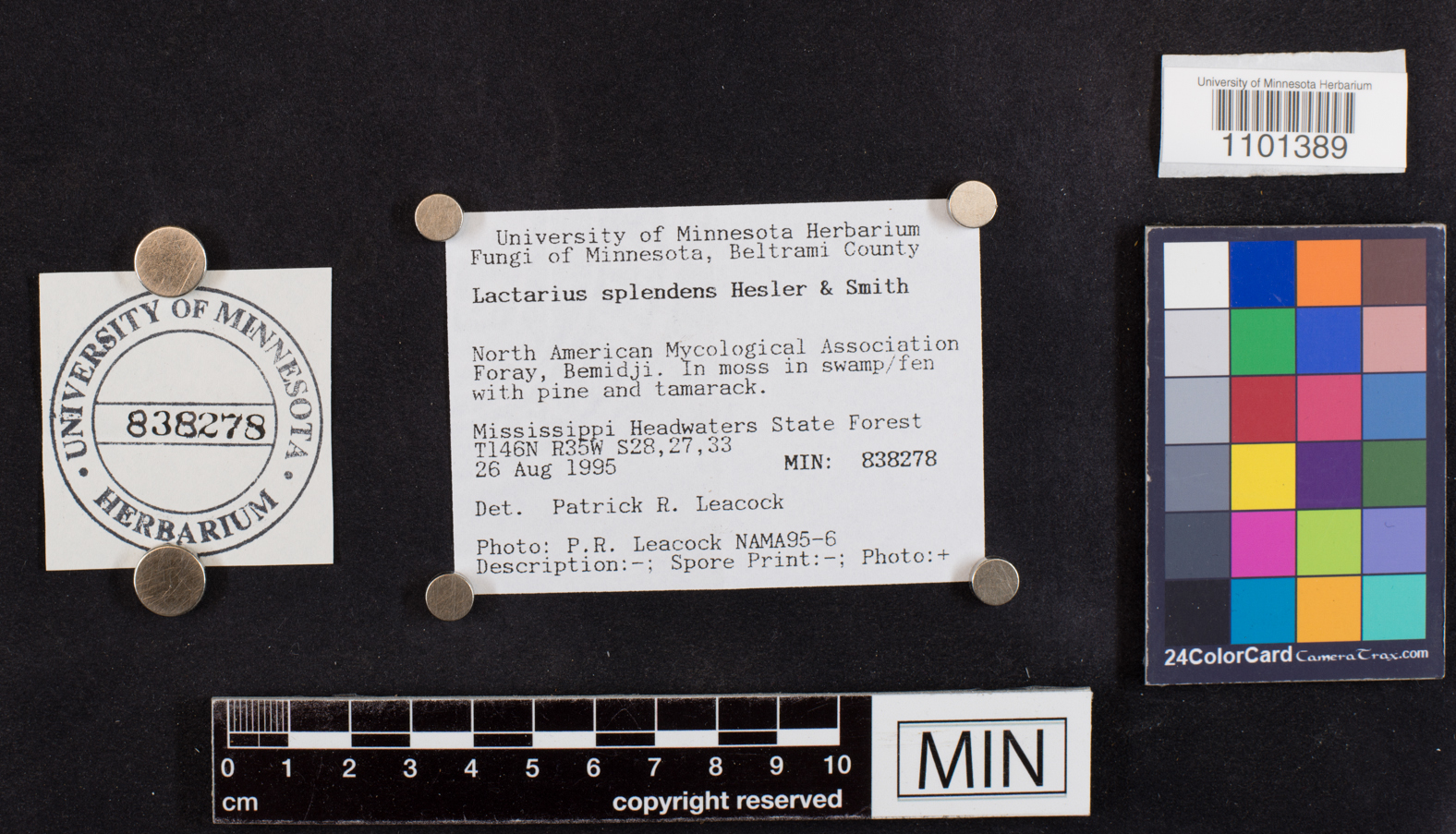 Lactarius splendens image