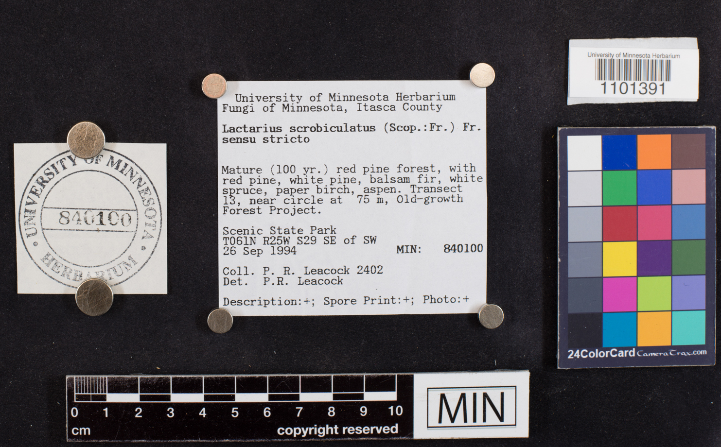 Lactarius scrobiculatus image