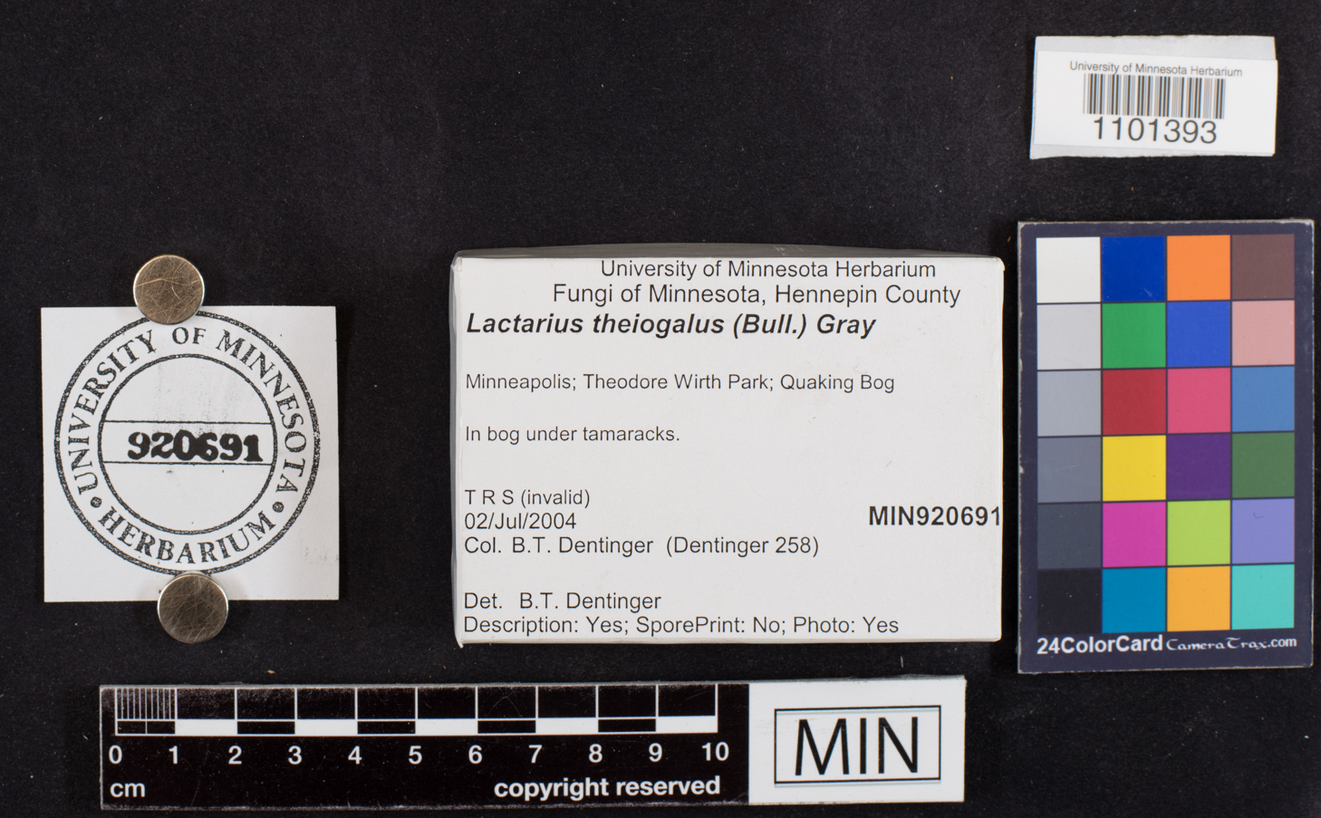 Lactarius theiogalus image