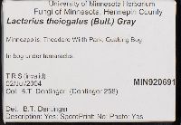 Lactarius theiogalus image