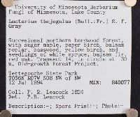 Lactarius theiogalus image